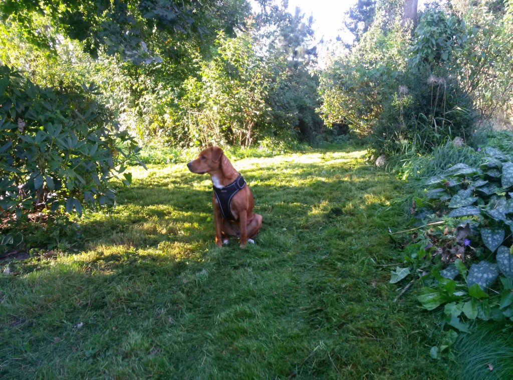 Der Hund begutachtet den frisch gemähten Rasen(teil)